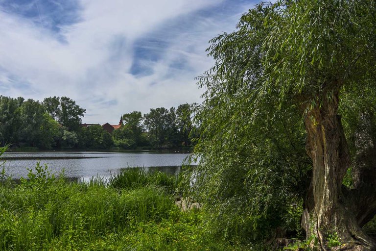 Hermann-Löns-Park, Annateiche