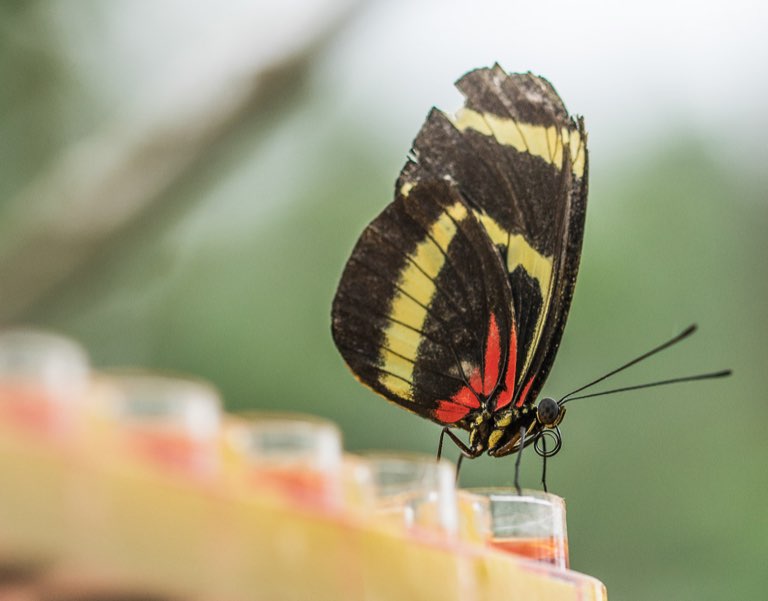 Berggarten, Schmetterling