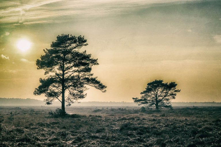 Fotodatei: bissendorfer-moor-100