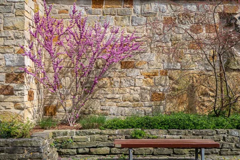 Bückeburg Mauer im Frühling