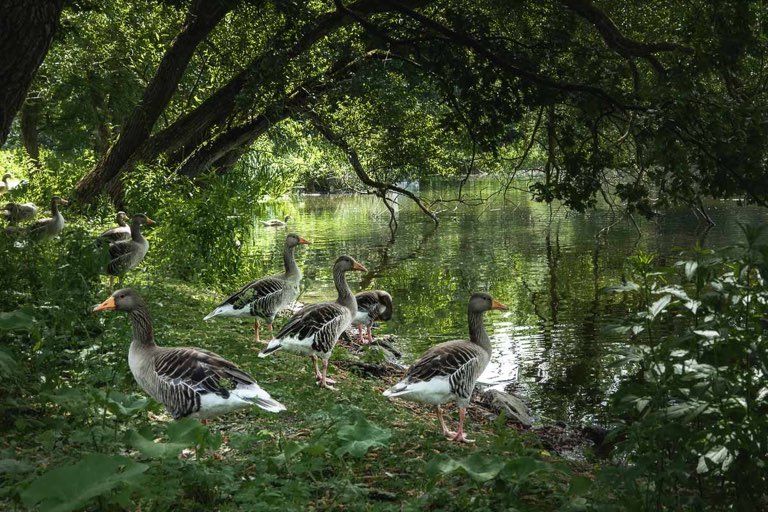 Hermann-Löns-Park, Annateiche