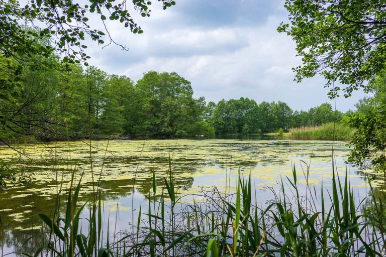 Gut Sunder, Teich