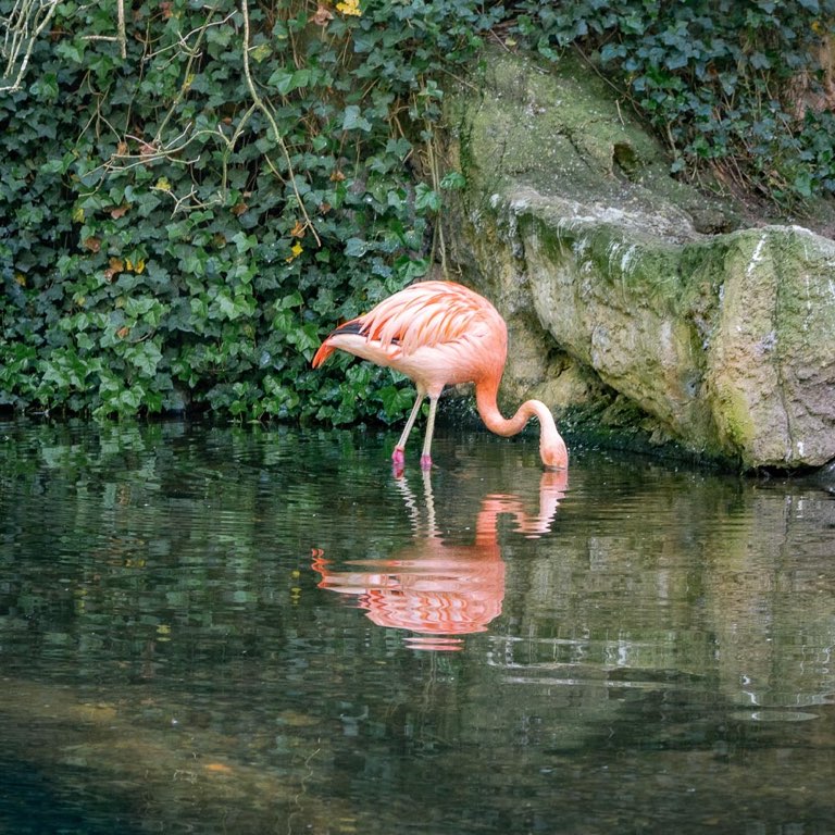 Flamingo im Zoo Hannover