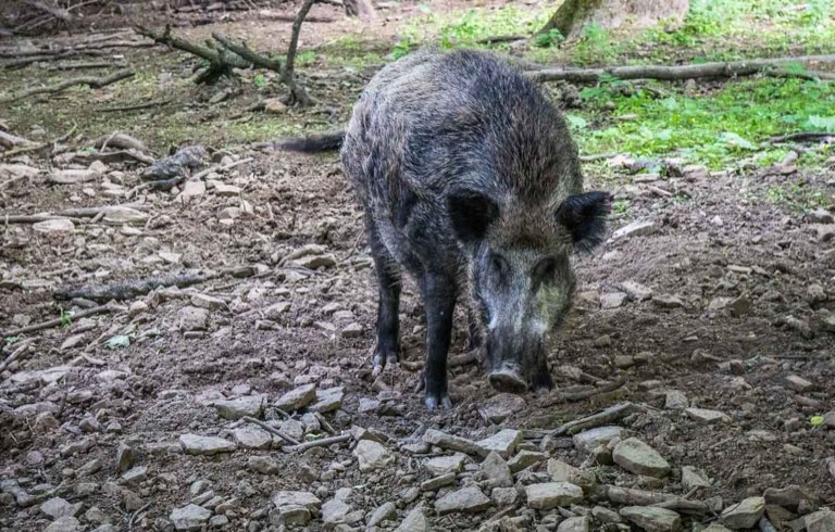 Wildgatter Hildesheim, Wildschwein