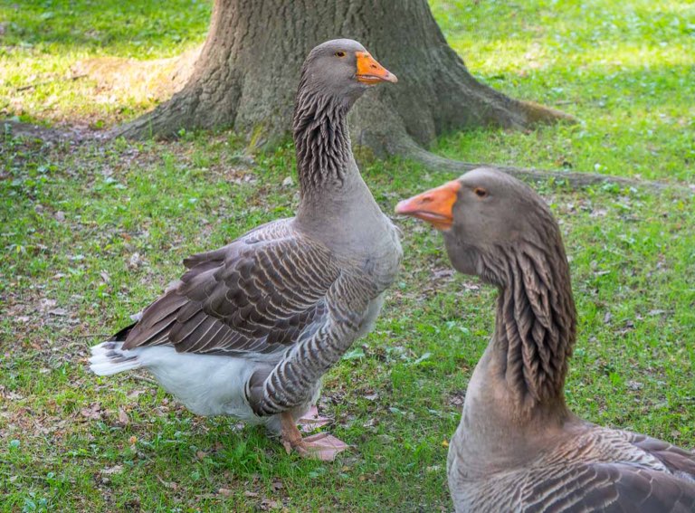 Wildgatter Hildesheim, Gänse