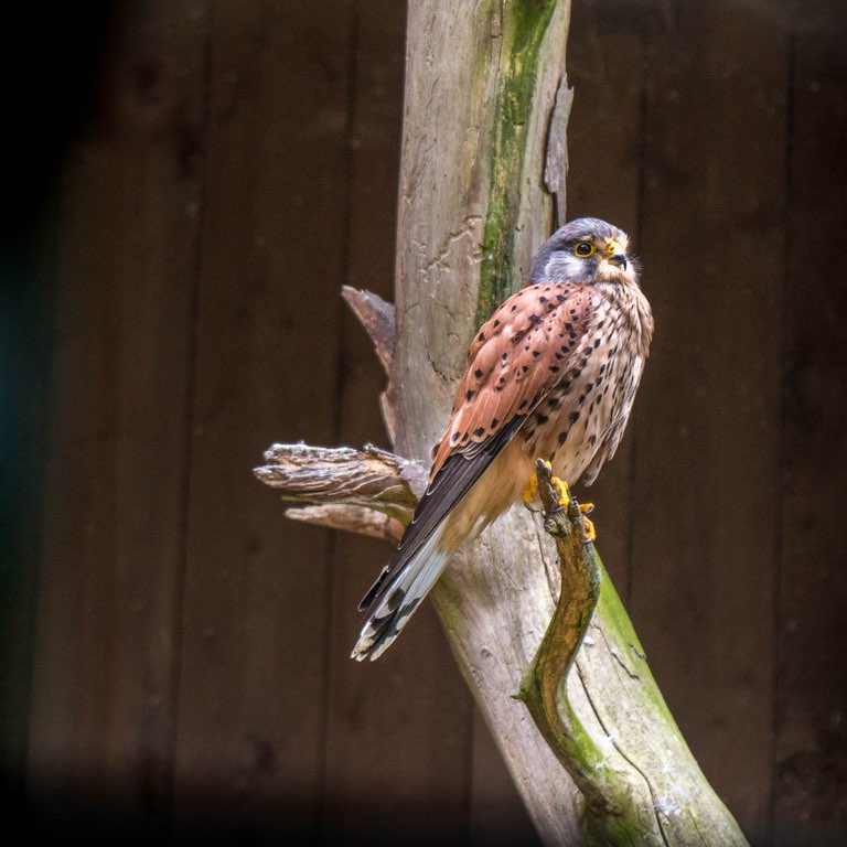 Wildgatter Hildesheim, Raubvogel