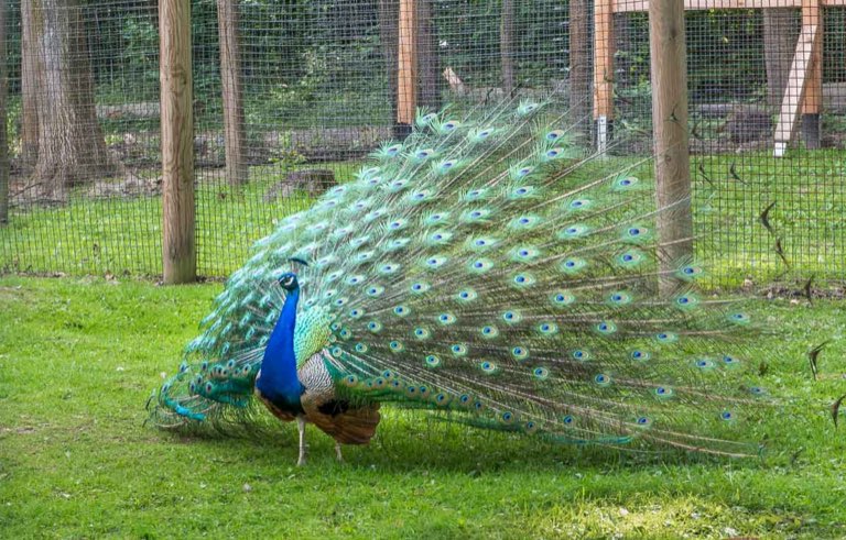 Wildgatter Hildesheim, Pfau