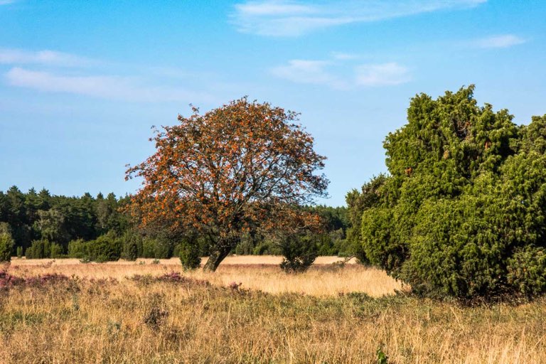 Wilseder Berg, Lüneburger Heide