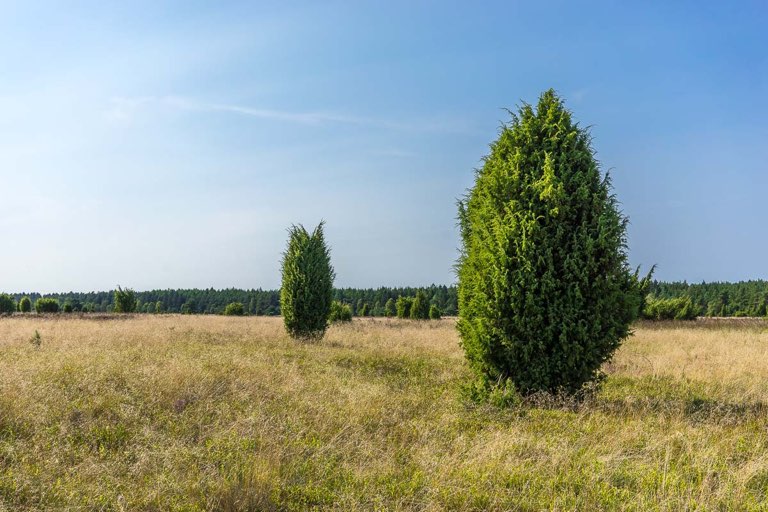 Lüneburger Heide, Ausgangsfoto, Infrarotbild