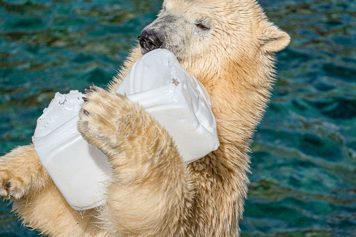 Junger Eisbär im Zoo Hannover
