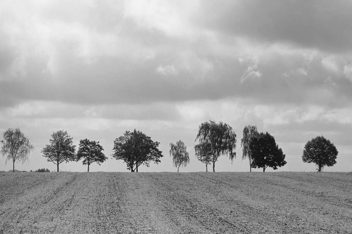 Bäume am Straßenrand