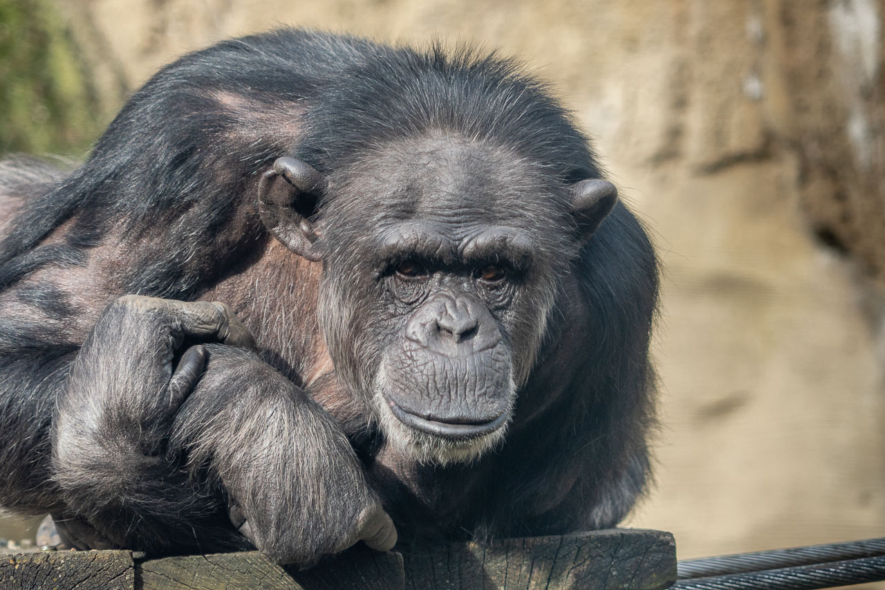 Schimpanse im Erlebniszoo Hannover
